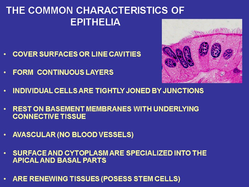 THE COMMON CHARACTERISTICS OF EPITHELIA COVER SURFACES OR LINE CAVITIES  FORM  CONTINUOUS